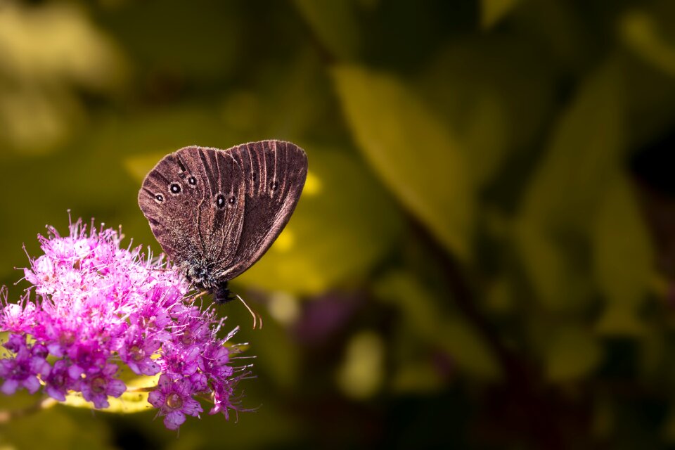 Edelfalter brown forest bird insect