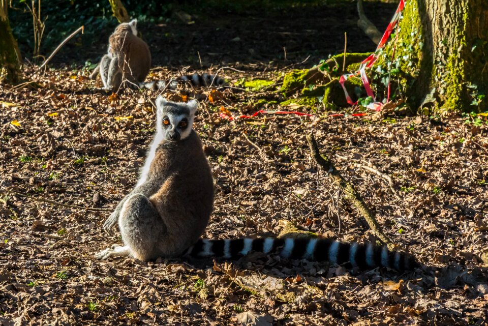 Primate staring animal