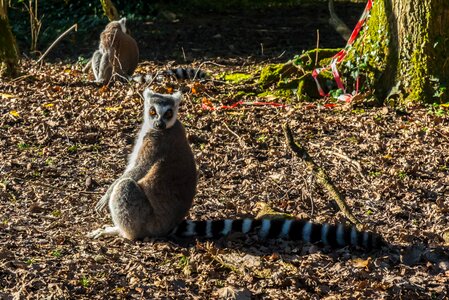Primate staring animal