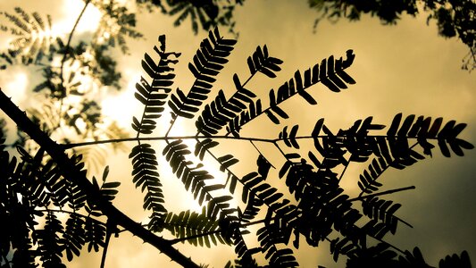 Nature photography sunset