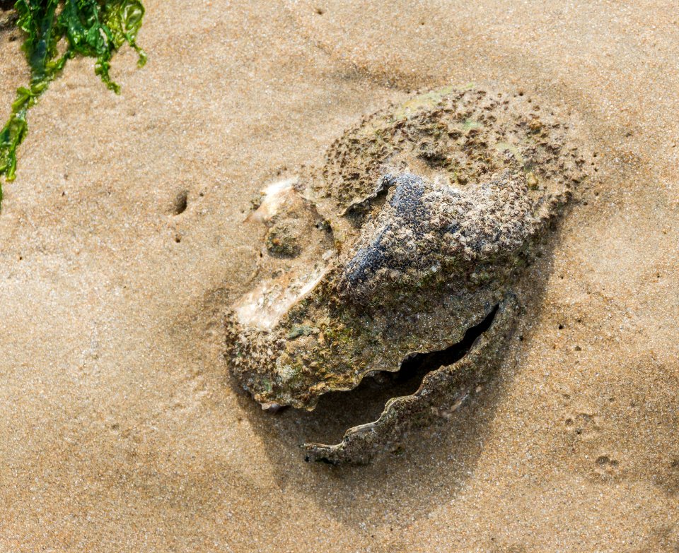 Oyster monster, Sainte-Marie-de-Ré, Ré island, Charente-Maritime, France