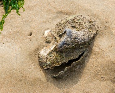 Oyster monster, Sainte-Marie-de-Ré, Ré island, Charente-Maritime, France