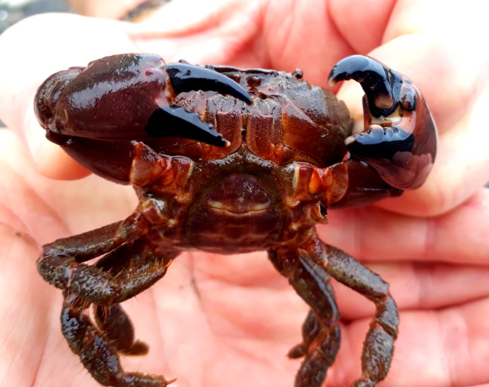 Ozius deplanatus peter de lange cc0