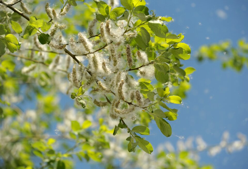 Seeds flying seeds nature
