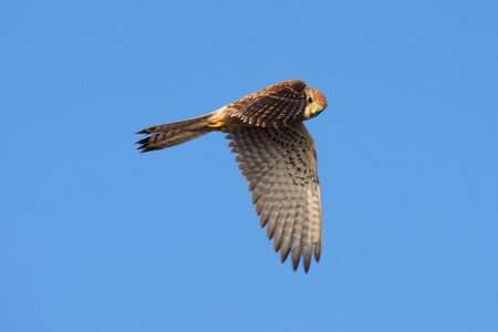 Merlin flight hunting photo