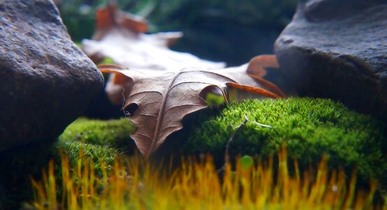 Leaf green moss photo