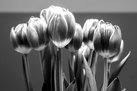 Mood romance tulip