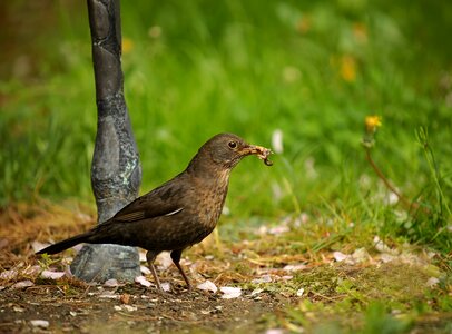 Garden beak full earthworms photo