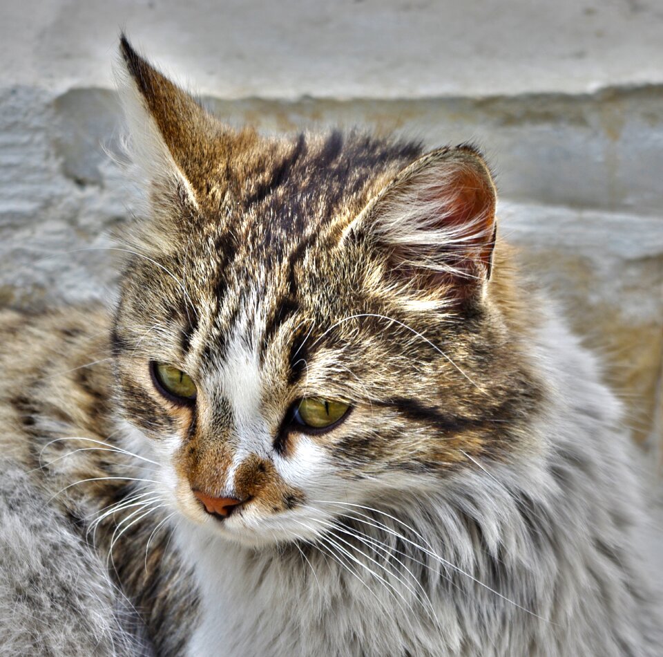 Portrait cat's eyes mackerel