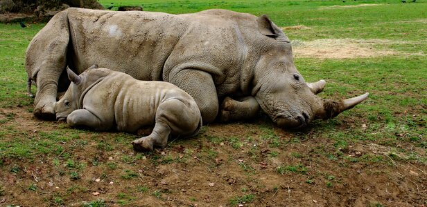 Family rhinoceros rhino