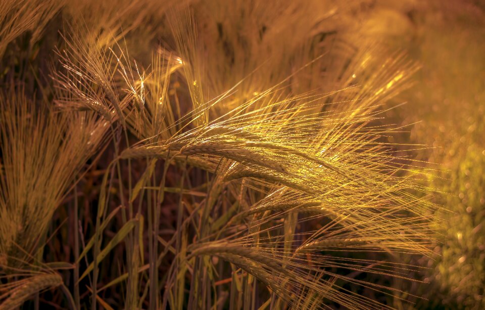 Wheat yellow brown wheat