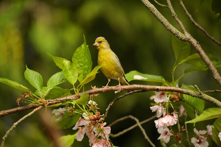 Yellow green branch sitting photo