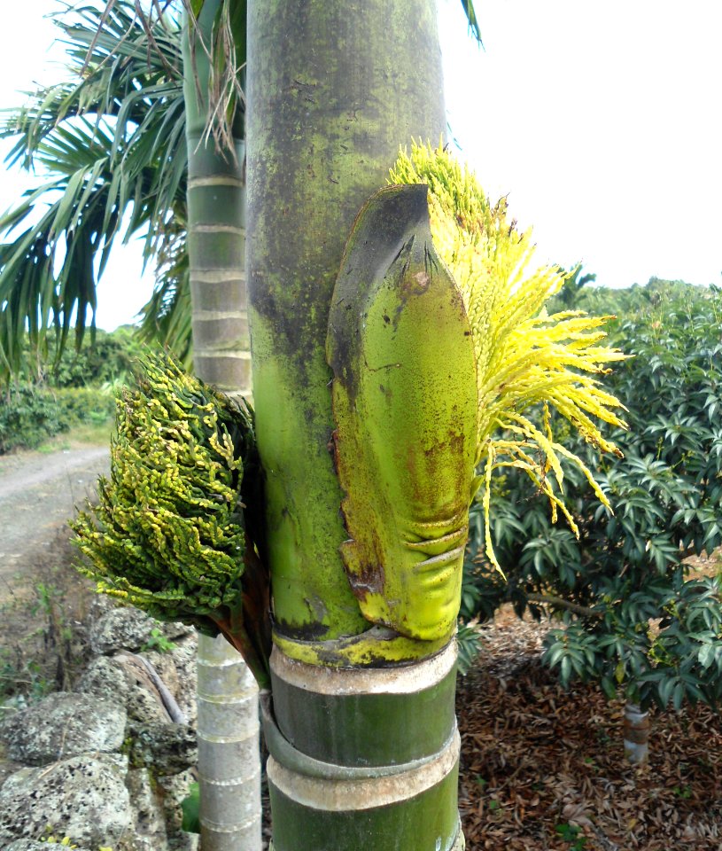 Palm bud - 07