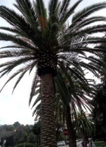 Palm tree in Cupertino
