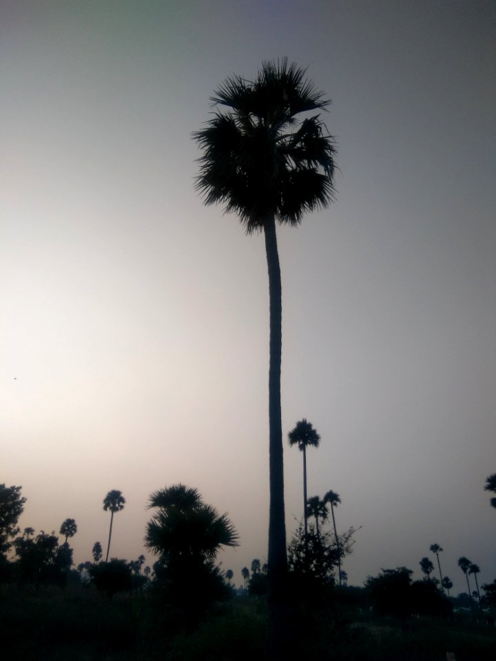 Palm tree 3