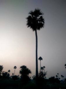 Palm tree 3