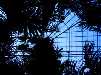 Palm House, Phipps Conservatory, 2014-03-01