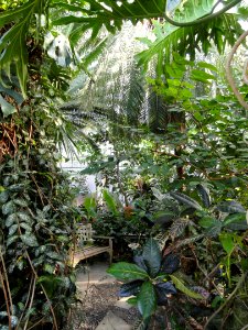 Palm House - Lyman Plant House, Smith College - DSC04238