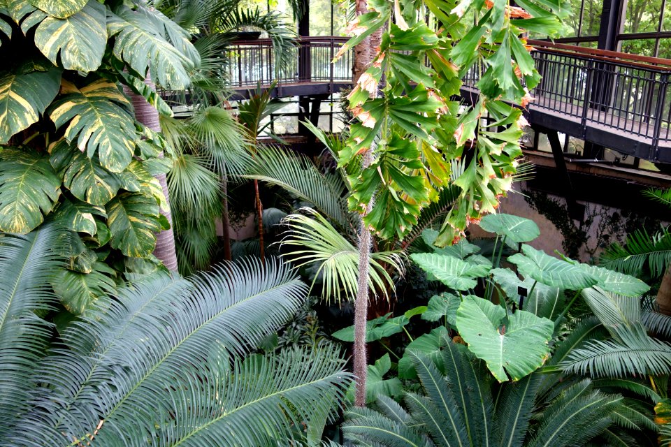 Palm House - Longwood Gardens - DSC01231