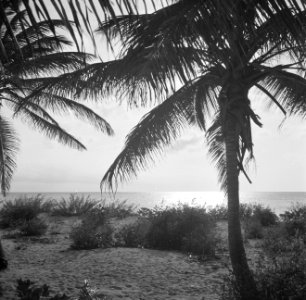 Palm Beach op Aruba bij zonsondergang, Bestanddeelnr 252-7959
