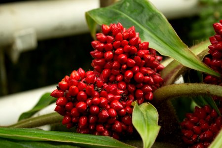 Palisota schweinfurthii, Botanischer Garten Dresden (2)