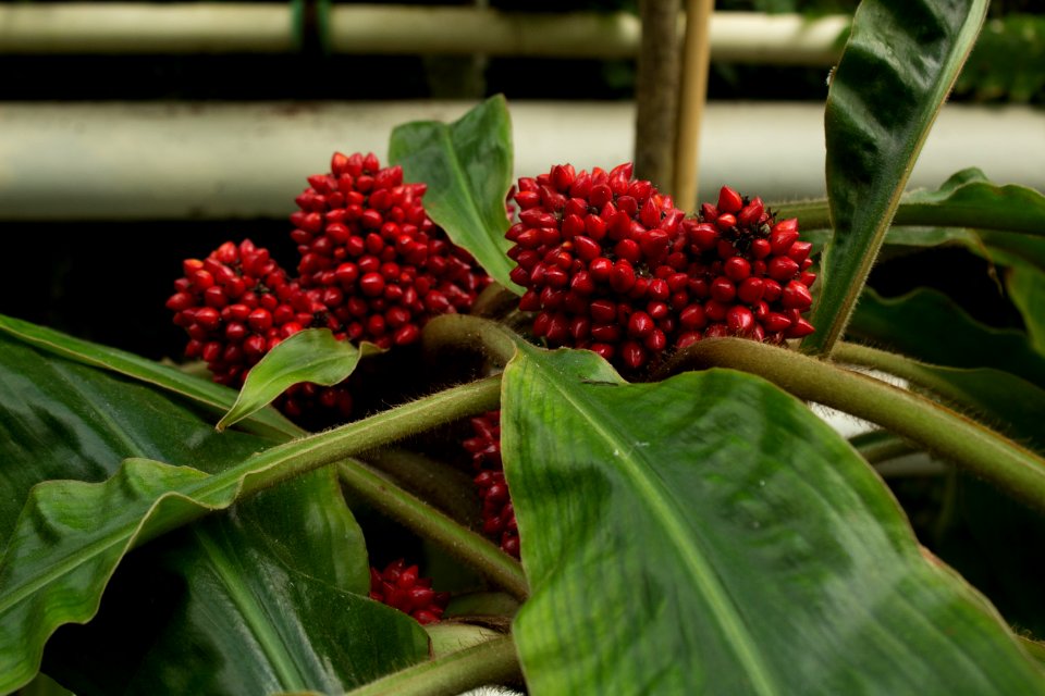 Palisota schweinfurthii, Botanischer Garten Dresden (7)