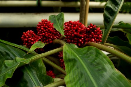 Palisota schweinfurthii, Botanischer Garten Dresden (7)