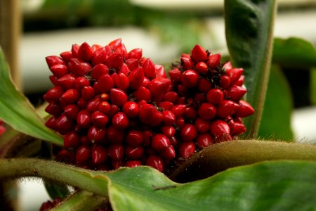 Palisota schweinfurthii, Botanischer Garten Dresden