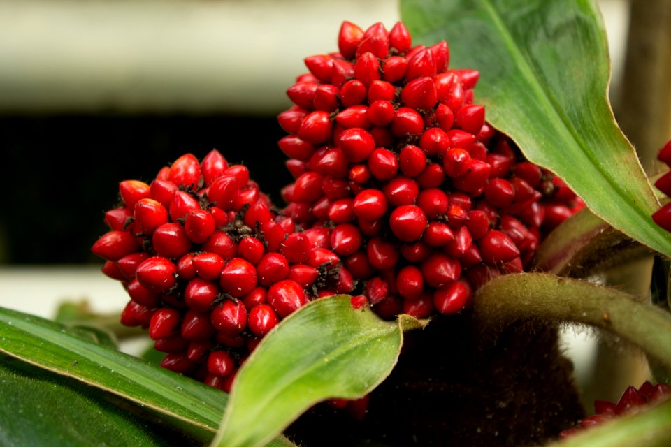 Palisota schweinfurthii, Botanischer Garten Dresden (5)