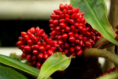Palisota schweinfurthii, Botanischer Garten Dresden (5)