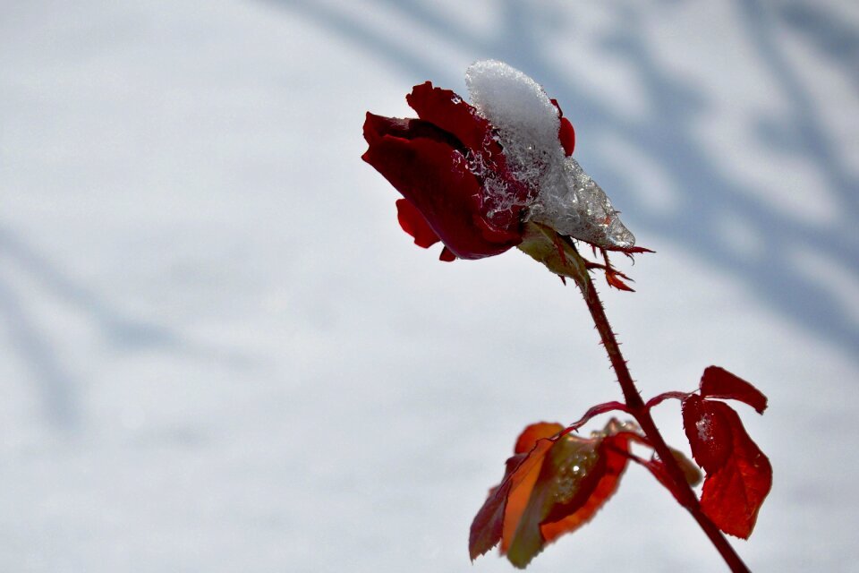 Snow rose zigana photo