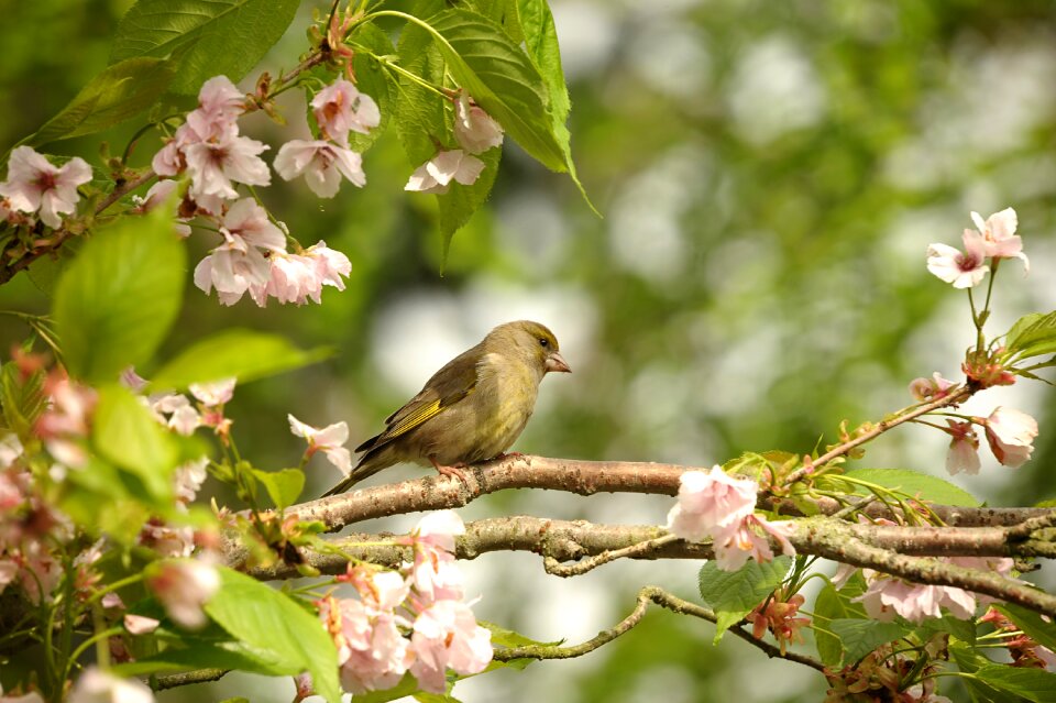 Yellow green branch sitting