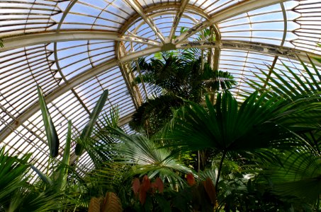 Palm house - Kew Gardens photo