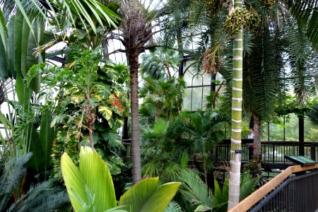 Palm House - Longwood Gardens - DSC01232
