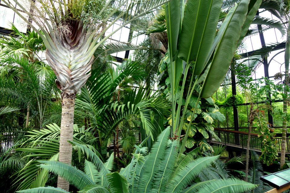 Palm House - Longwood Gardens - DSC01253