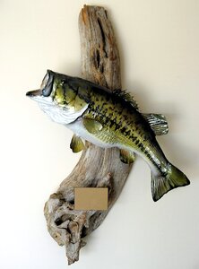 Trophy bass fish photo