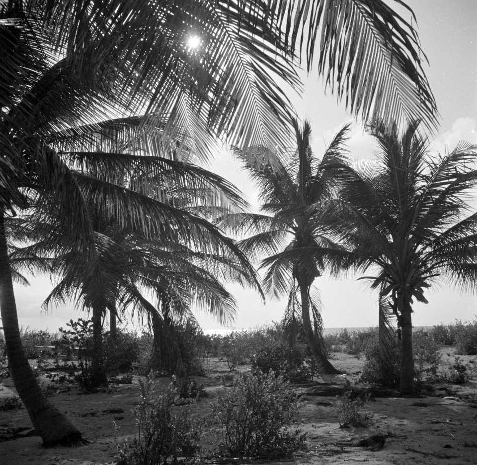 Palm Beach op Aruba bij zonsondergang, Bestanddeelnr 252-7960
