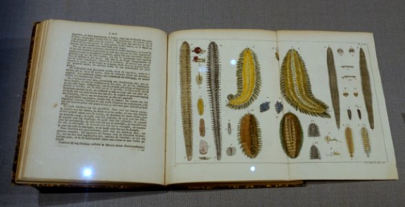 Pallas's Illustrated Book of Animals, by Peter Simon Pallas, 1767-1770s AD, gift of Alexander Siebold - Tokyo National Museum - Tokyo, Japan - DSC09110
