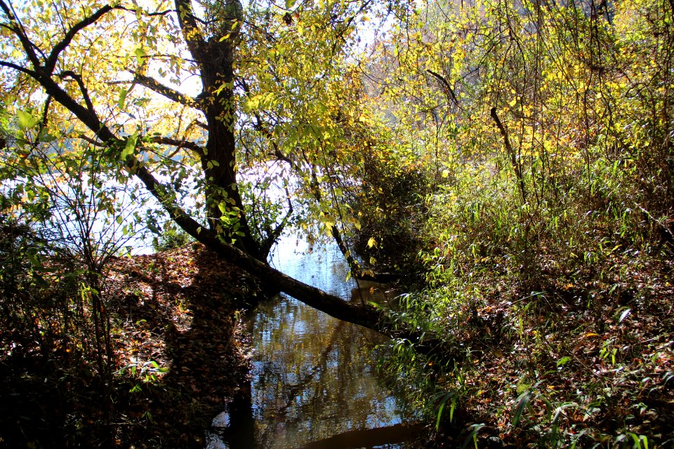 Palisades West Trail - Chattahoochee River November 2018 2