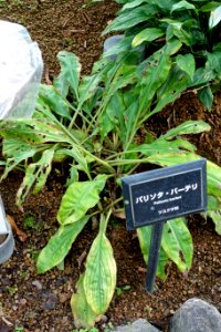 Palisota barteri - Shinjuku Gyo-en Greenhouse - Tokyo, Japan - DSC05864