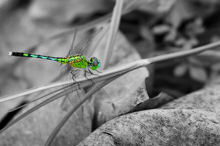 Vietnam close-up green photo