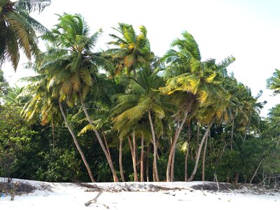 Sand palm tropical