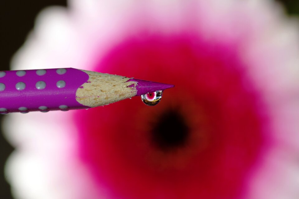Close leaf macro