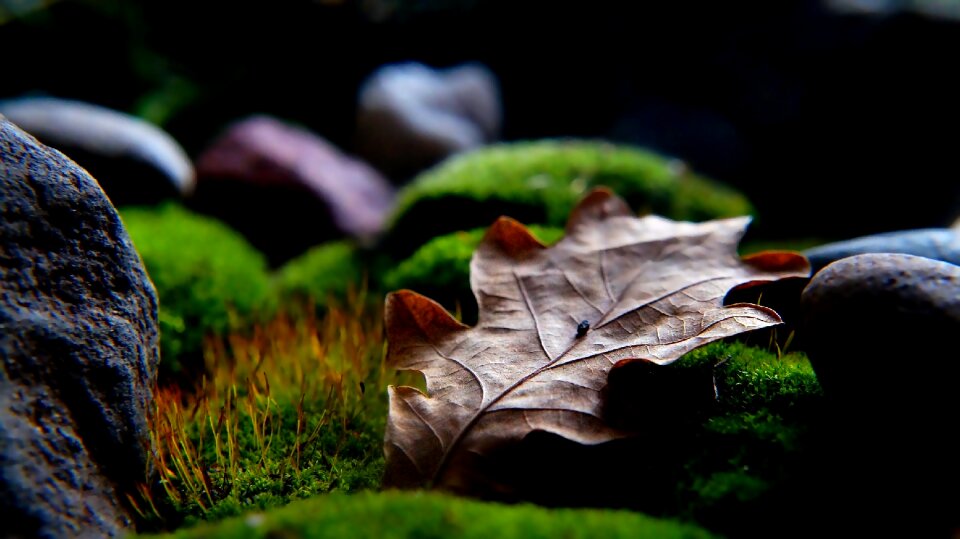 Leaf the stones green photo