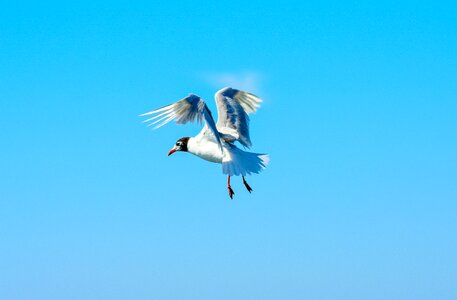 Seevogel birds water bird photo