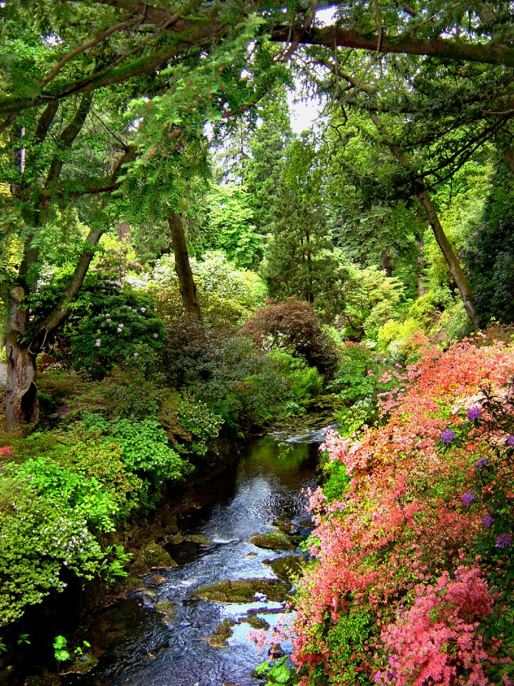 National trust flowers