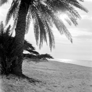Palm Beach op Aruba, Bestanddeelnr 252-3411