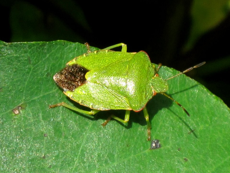 Palomena prasina (Green shield bug) adult, Westenschouwen, the Netherlands