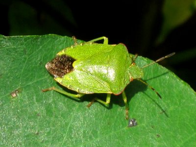 Palomena prasina (Green shield bug) adult, Westenschouwen, the Netherlands photo