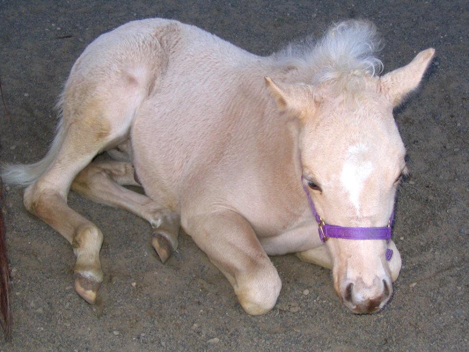 Palomino colt napping in arena 3